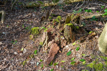 Close up of old mossy tree stump