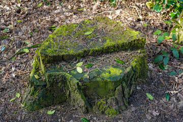 Close up of old mossy tree stump