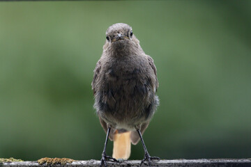 Der Hausrotschwanz (Phoenicurus ochruros) ist eine Singvogelart aus der Familie der Fliegenschnäpper (Muscicapidae).  Rotschwänzchen, 
