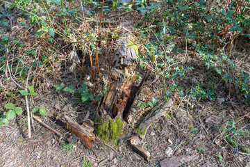 Close up of old mossy tree stump