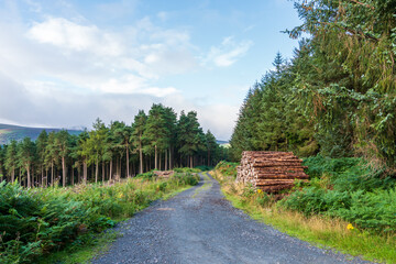 Stack of logs at the side of a forest road. Deforestation and climate change impact in Ireland. - obrazy, fototapety, plakaty