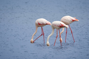 Three Greater flamingos (Phoenicopterus roseus) foraging for food with heads down in shallow water, Walvis bay, Namibia, Africa.