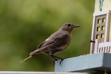 Der Hausrotschwanz (Phoenicurus ochruros) ist eine Singvogelart aus der Familie der Fliegenschnäpper (Muscicapidae).  Rotschwänzchen, 