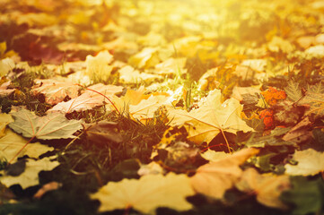 autumn fallen leaves of a maple tree on the ground on the green grass. fall foliage on the land. flare - obrazy, fototapety, plakaty