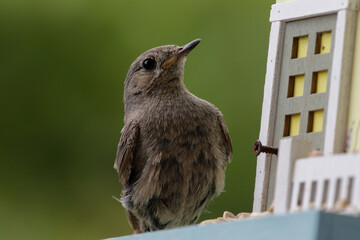 Der Hausrotschwanz (Phoenicurus ochruros) ist eine Singvogelart aus der Familie der Fliegenschn&auml;pper (Muscicapidae).  Rotschw&auml;nzchen, 