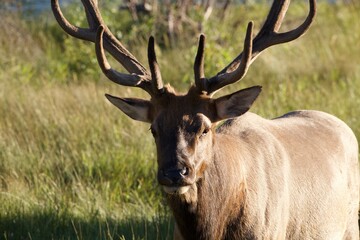 Large Bull Elk