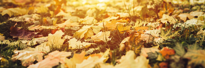 autumn fallen leaves of a maple tree on the ground on the green grass. fall foliage on the land. banner. flare