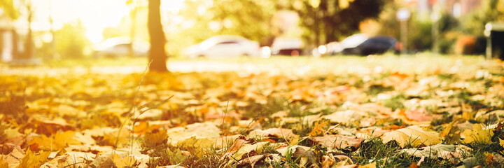 autumn fallen leaves of a maple tree on the ground on the green grass in city park. fall foliage on the land. blurred cars on the background. banner. flare