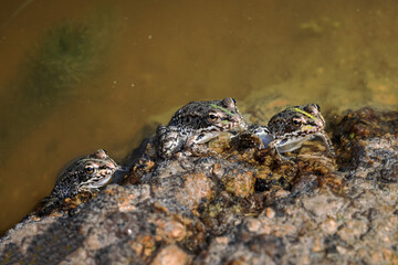 Frogs or toads in their natural environment.