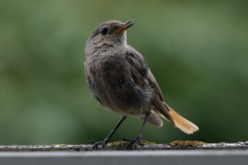 Der Hausrotschwanz (Phoenicurus ochruros) ist eine Singvogelart aus der Familie der Fliegenschn&auml;pper (Muscicapidae). Rotschw&auml;nzchen,

