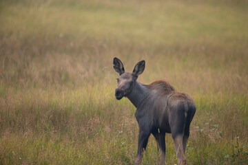 Young baby moose in smoke filled landscape