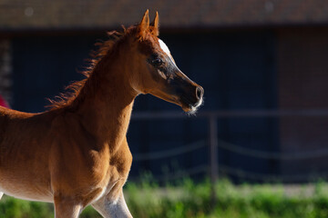 Young pretty arabian horse foal on dark background, portrait closeup