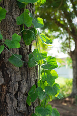 the vine leaves on the tough texture of a big tree