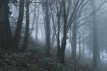 A moody forest silhouetted against fog. On a spooky winters day