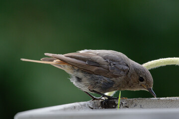 Der Hausrotschwanz (Phoenicurus ochruros) ist eine Singvogelart aus der Familie der Fliegenschn&auml;pper (Muscicapidae). Rotschw&auml;nzchen,

