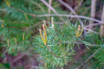 Close up of pine tree flowers