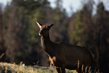 Young proud elk stands on hillside at sunset