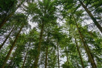 Looking up at a tree canopy with blue sky
