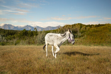 Obraz premium Majestic donkey on mountain ranch