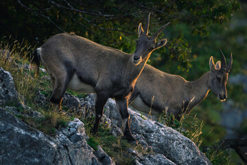 Steinbock auf der Hohen Wand beim Sonnenaufgang, Österreich