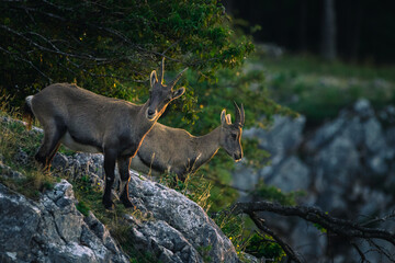 Steinbock auf der Hohen Wand beim Sonnenaufgang, Österreich