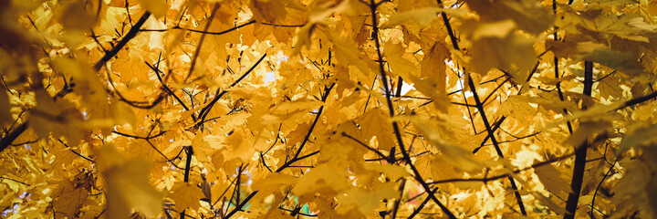 autumn city park or forest in sunny fall day. branches of maple trees with orange falling leaves. good weather. bottom view. banner