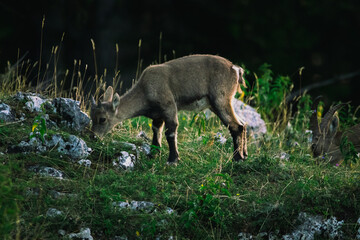 Steinbock auf der Hohen Wand beim Sonnenaufgang, Österreich