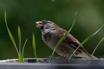 The house sparrow (Passer domesticus) - also called sparrow or house sparrow - is a bird species from the sparrow family (Passeridae) and one of the best known and most widespread songbirds.