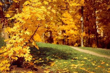 autumn city park in sunny fall day. the trees are maples with falling orange leaves and a deserted sidewalk or path. good weather
