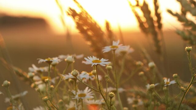 Blooming Wild Flower Matricaria Chamomilla, Matricaria Recutita, Chamomile. Commonly Known As Italian Camomilla, German Chamomile, Hungarian Chamomile, Wild Chamomile In Wheat Field At Sunset