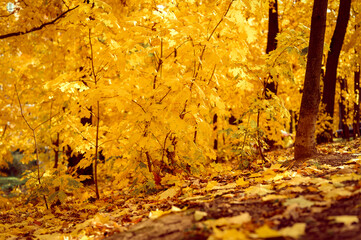 autumn city park or forest in sunny fall day. the trees are maples with falling orange leaves and a deserted sidewalk or path. good weather