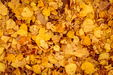 background of autumn fallen leaves of a maple and birch tree. yellow and orange fall foliage on the ground. top view