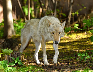 Wolf (Canis lupus) in forest (focus on face)