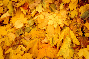 Naklejka na ściany i meble background of autumn fallen leaves of a maple tree. yellow and orange fall foliage on the ground. top view