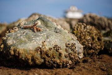 On the sand there is a large stone covered with shellfish and corals