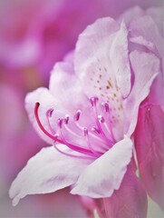 close up of pink flower petals