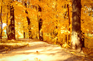 autumn city park in sunny fall day. the trees are maples with falling orange leaves and a deserted sidewalk or path. good weather