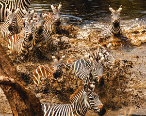 Fototapeta na wymiar Zebra panic at the Waterhole near the Grumeti river in Tanzania. 