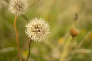 dandelion, summer  