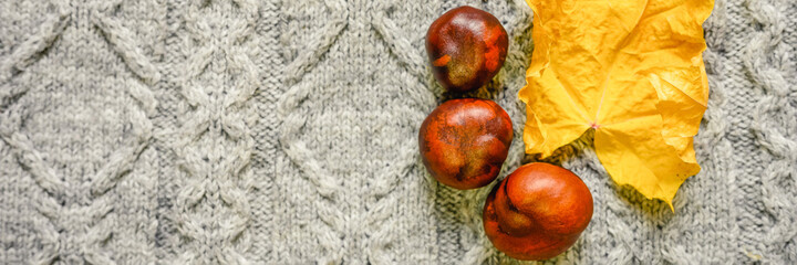 autumn yellow dry maple leaf and red chestnuts on the background of gray cozy knitted sweater. fall concept. banner