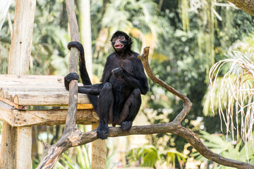 Monkey playing, eating and walking in a biopark in Brazil.