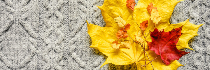 Naklejka na ściany i meble autumn yellow and red maple leaves on the background of gray cozy knitted sweater. banner