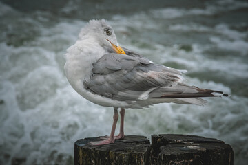 Möwe bei der Gefiederpflege