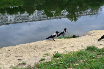In the picture, two crows stand on the banks of the river in which the buildings are reflected.