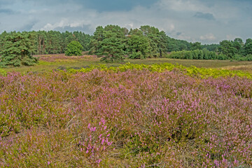 Fototapeta premium Die Gifhorner Heide auf den Spuren von Hermann Löns