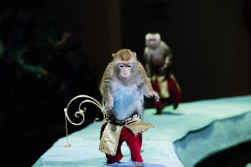 Monkey performing in the circus arena