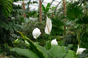 Biały skrzydłokwiat, rośliny tropikalne w palmiarni ogrodu botanicznego, Frankfurt nad Menem