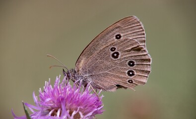 Butterfly sitting on a flower on a summer meadow.