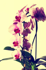Obraz premium Phaleonopsis orchid flowers in vintage decoration style
