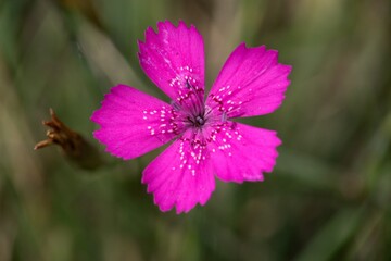 Dianthus deltoides - Spotted Carnation - in folk medicine, aromatic carnations are prepared from carnation, which help with colds and have a calming and calming effect on the nerves.